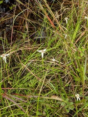 Rhynchospora latifolia