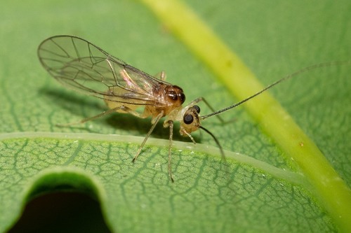 Stenopsocus immaculatus, photo 3 of 10