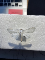 Palpita flegia