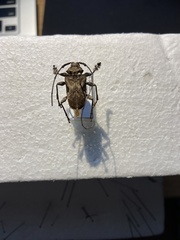 Lagocheirus araneiformis