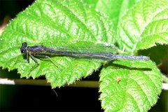 Ischnura cervula
