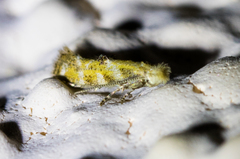 Bucculatrix quadrigemina