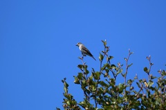 Muscicapa striata striata