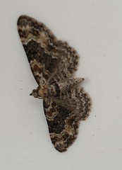 Eupithecia pulchellata