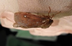 Korscheltellus fusconebulosa