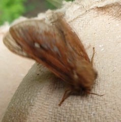 Korscheltellus fusconebulosa