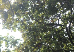 Erinocarpus nimmonii