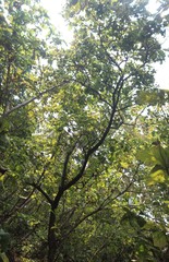 Erinocarpus nimmonii