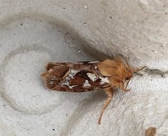 Korscheltellus fusconebulosa