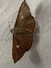 Banisia