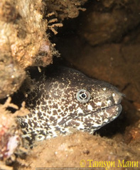 Gymnothorax pictus