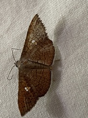 Banisia