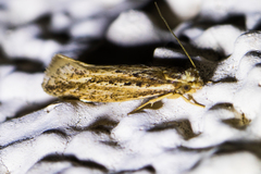 Ypsolopha