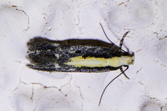 Aroga paraplutella