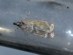 Scoparia subfusca
