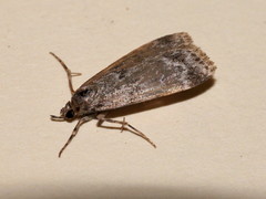 Scoparia subfusca