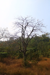 Lannea coromandelica