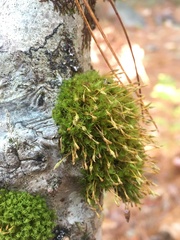 Ulota coarctata