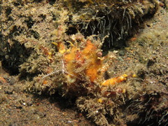 Schizophrys