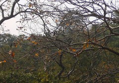 Lannea coromandelica