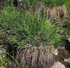 Carex nigra juncea