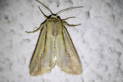 Leucania oaxacana