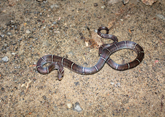 Oligodon albocinctus