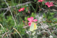 Colias aurorina