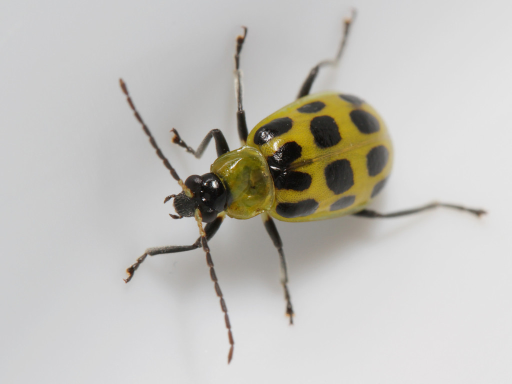 Spotted cucumber beetle arthropods of rosewood nature study area