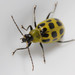 Spotted Cucumber Beetle - Photo (c) Patrick Coin, some rights reserved (CC BY-NC)