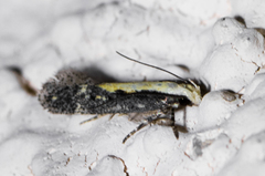 Aroga paraplutella