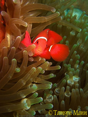 Amphiprion biaculeatus