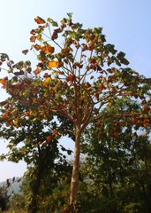 Sterculia urens