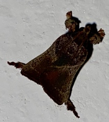 Dasycnemia obliqualis