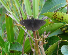 Ephyriades brunnea