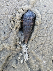Potamididae
