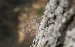 Hipparchia fatua