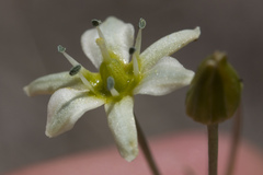 Muilla maritima