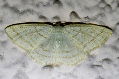 Protitame subalbaria