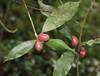 Natal Milkplum - Photo (c) Sharon Louw, some rights reserved (CC BY-NC), uploaded by Sharon Louw