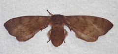 Epia lunilinea
