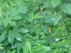 Costus pulverulentus