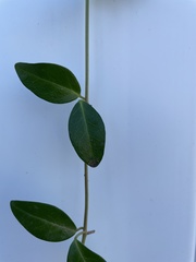 Vinca minor