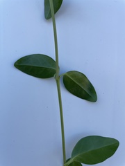 Vinca minor