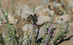 Spialia phlomidis