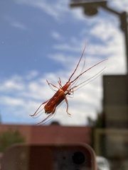 Chenoderus testaceus
