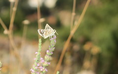 Spialia phlomidis