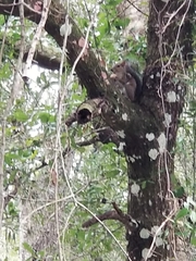 Sciurus carolinensis