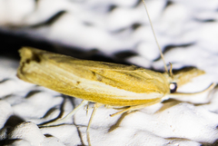 Fissicrambus intermedius