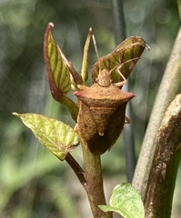 Euschistus ictericus